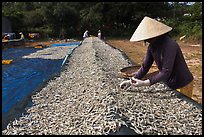 Woman sorting dried fish. Phu Quoc Island, Vietnam