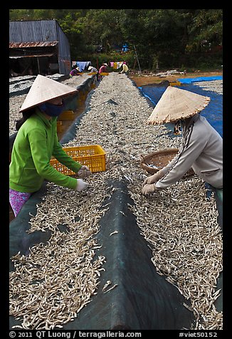 Women picking up dried anchovies. Phu Quoc Island, Vietnam
