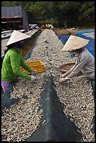 Women picking up dried anchovies. Phu Quoc Island, Vietnam