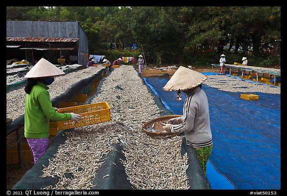 Women working drying fish. Phu Quoc Island, Vietnam (color)