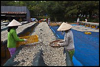 Women working drying fish. Phu Quoc Island, Vietnam ( color)