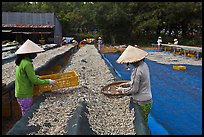 Women working drying fish. Phu Quoc Island, Vietnam