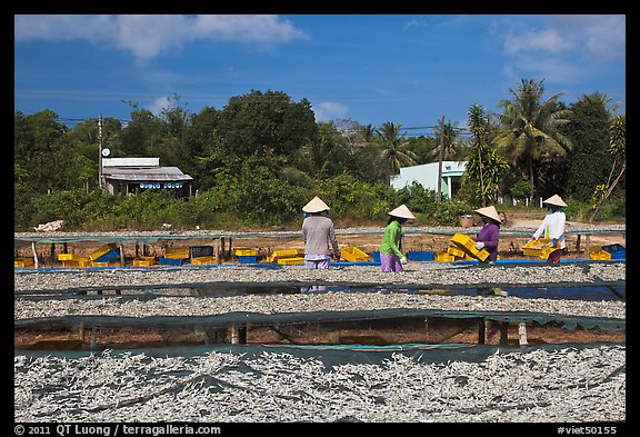 Dried fish production. Phu Quoc Island, Vietnam (color)