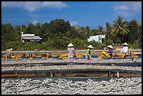 Dried fish production. Phu Quoc Island, Vietnam (color)