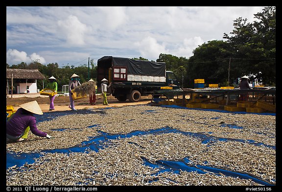 Women through baskets of fish on tarp for drying. Phu Quoc Island, Vietnam