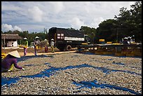 Women through baskets of fish on tarp for drying. Phu Quoc Island, Vietnam (color)