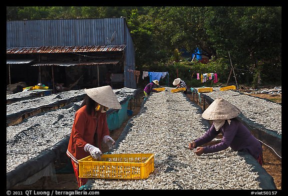 Dry fish processing. Phu Quoc Island, Vietnam (color)