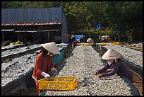 Dry fish processing. Phu Quoc Island, Vietnam