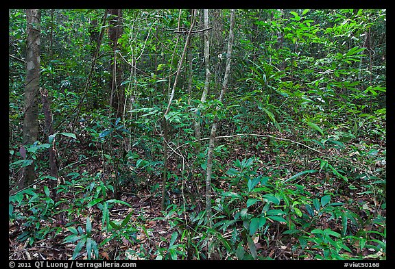 Tropical forest undergrowth. Phu Quoc Island, Vietnam (color)