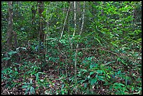 Tropical forest undergrowth. Phu Quoc Island, Vietnam ( color)