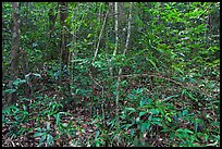 Tropical forest undergrowth. Phu Quoc Island, Vietnam