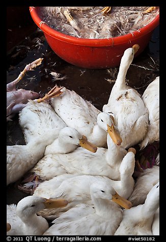 Ducks slaughtered for soup, Duong Dong. Phu Quoc Island, Vietnam (color)