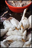 Ducks slaughtered for soup, Duong Dong. Phu Quoc Island, Vietnam (color)