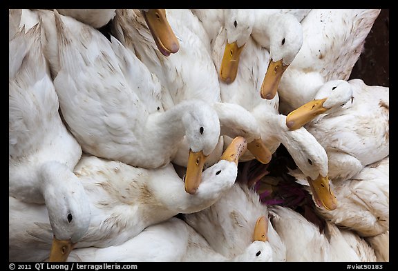 Ducks, Duong Dong. Phu Quoc Island, Vietnam (color)