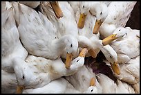 Ducks, Duong Dong. Phu Quoc Island, Vietnam ( color)