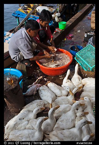 Men preparing ducks, Duong Dong. Phu Quoc Island, Vietnam (color)