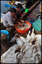 Men preparing ducks, Duong Dong. Phu Quoc Island, Vietnam ( color)