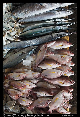 Close-up of fish for sale, Duong Dong. Phu Quoc Island, Vietnam (color)