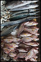 Close-up of fish for sale, Duong Dong. Phu Quoc Island, Vietnam ( color)