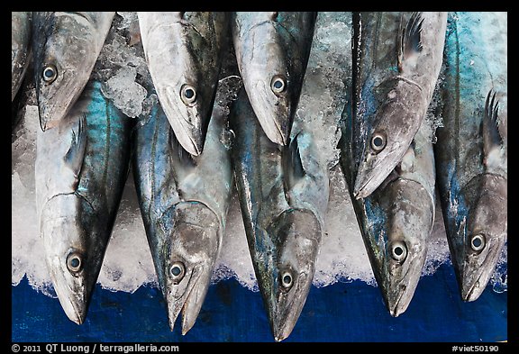 Fresh fish for sale, Duong Dong. Phu Quoc Island, Vietnam (color)