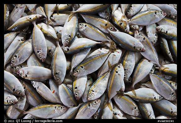 Freshly caught fish, Duong Dong. Phu Quoc Island, Vietnam (color)