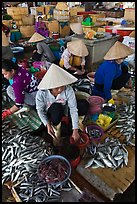 Women selling fish at market, Duong Dong. Phu Quoc Island, Vietnam