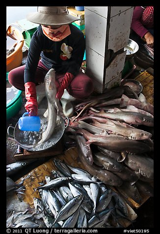 Woman cleans up fish for sale, Duong Dong. Phu Quoc Island, Vietnam (color)