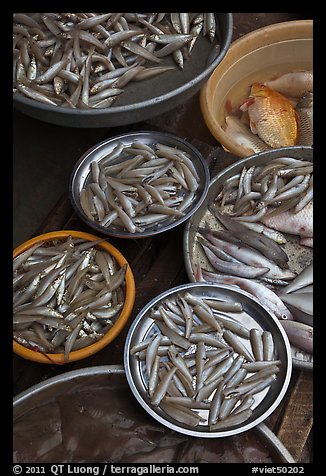 Close-up of fish in baskets, Duong Dong. Phu Quoc Island, Vietnam