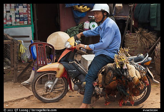 Moterbike rider carrying chickens, Duong Dong. Phu Quoc Island, Vietnam