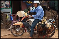 Moterbike rider carrying chickens, Duong Dong. Phu Quoc Island, Vietnam ( color)