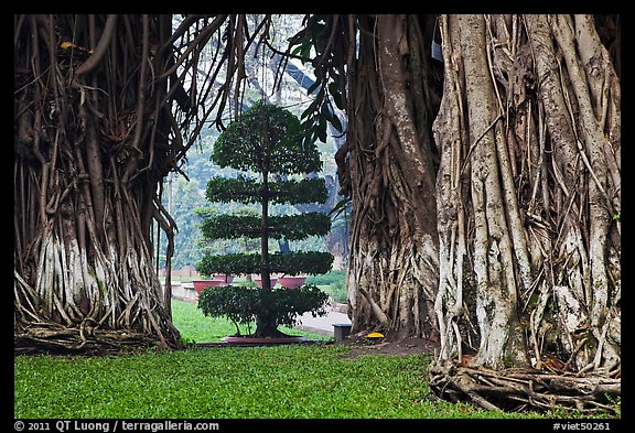 Banyan trees framing a topiary tree in park. Ho Chi Minh City, Vietnam