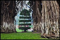 Banyan trees framing a topiary tree in park. Ho Chi Minh City, Vietnam (color)