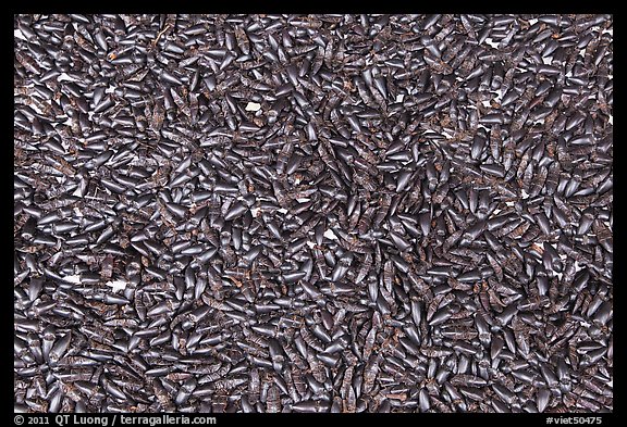 Dried insects used in traditional medicine. Cholon, Ho Chi Minh City, Vietnam