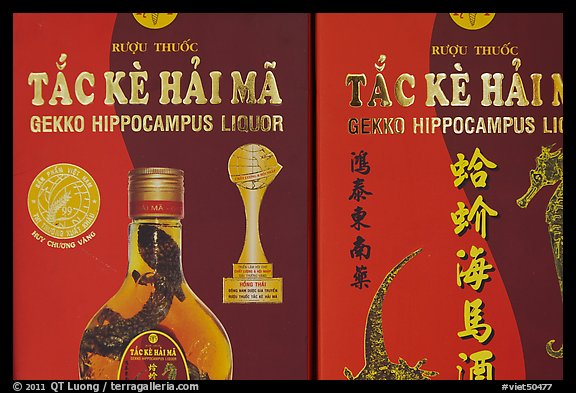 Close-up of Gekko Hippocampus liquor used in traditional medicine. Cholon, Ho Chi Minh City, Vietnam (color)