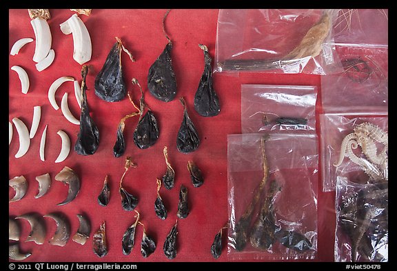 Animal parts used in traditional medicine. Cholon, Ho Chi Minh City, Vietnam (color)