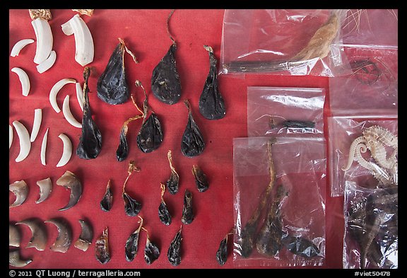 Animal parts used in traditional medicine. Cholon, Ho Chi Minh City, Vietnam