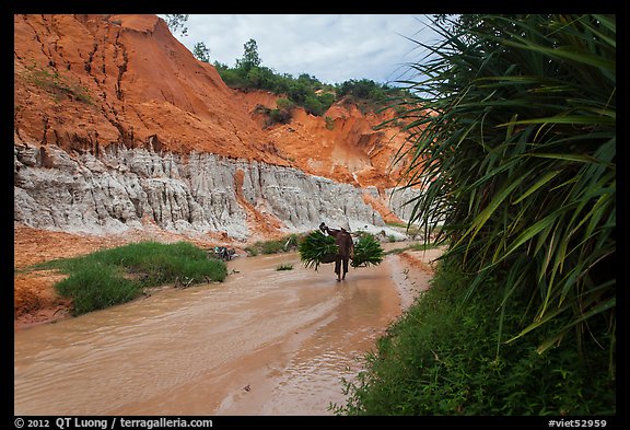 Woman carrying leaves through Fairy Stream. Mui Ne, Vietnam