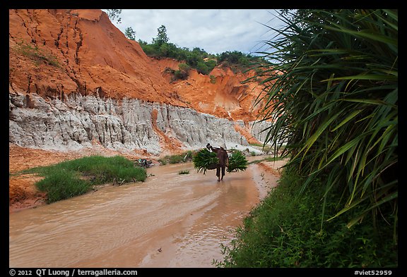 Woman carrying leaves through Fairy Stream. Mui Ne, Vietnam (color)