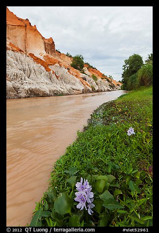 Flowers and aquatic plants on edge of Fairy Stream. Mui Ne, Vietnam (color)