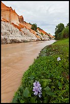 Flowers and aquatic plants on edge of Fairy Stream. Mui Ne, Vietnam ( color)