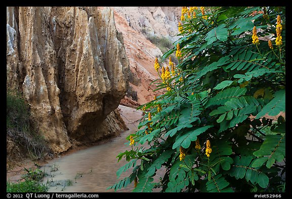 Flowers and rock walls, Fairy Stream. Mui Ne, Vietnam (color)