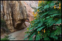 Flowers and rock walls, Fairy Stream. Mui Ne, Vietnam ( color)