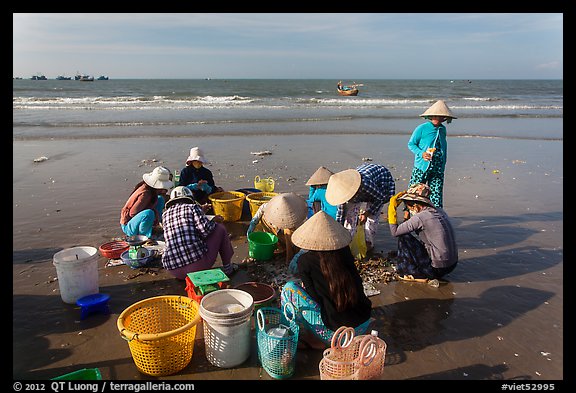Women on beach sorting fresh catch. Mui Ne, Vietnam (color)
