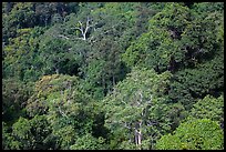 Tropical forest canopy. Ta Cu Mountain, Vietnam ( color)
