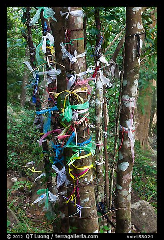 Multicolored ribbons on tree trunks. Ta Cu Mountain, Vietnam (color)