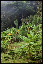 Tropical growth. Ta Cu Mountain, Vietnam ( color)