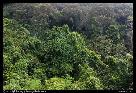 Tropical forest on hillside. Ta Cu Mountain, Vietnam