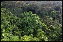 Tropical forest on hillside. Ta Cu Mountain, Vietnam ( color)