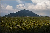 Dragon fruit field and hill south of Phan Thiet. Vietnam (color)
