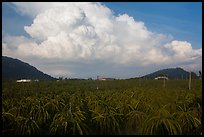 Thanh long fruit (pitaya) field and moonson clouds. Vietnam (color)